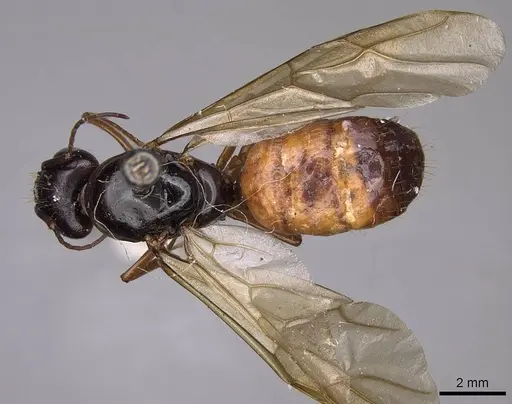 Camponotus sansabeanus - CASENT0923035