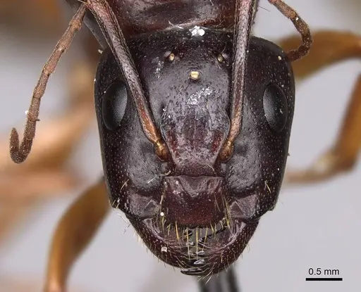 Camponotus sansabeanus - CASENT0923035
