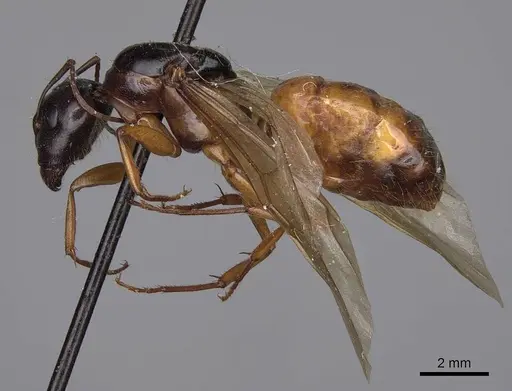 Camponotus sansabeanus - CASENT0923035