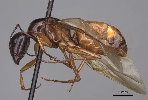 Camponotus sansabeanus - CASENT0923035