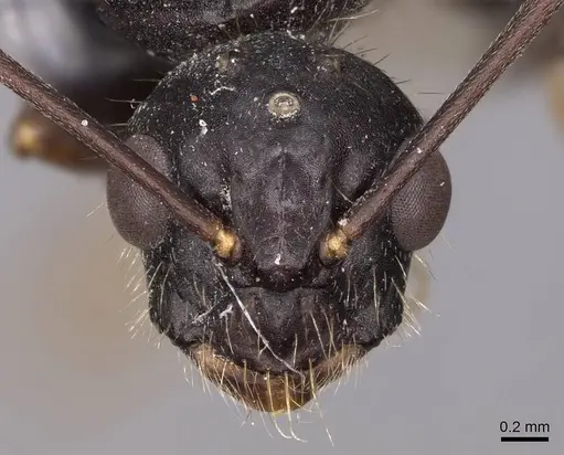 Camponotus sansabeanus - CASENT0923036