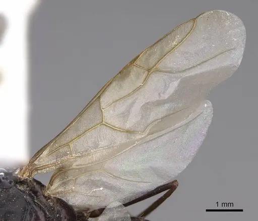 Camponotus sansabeanus - CASENT0923036