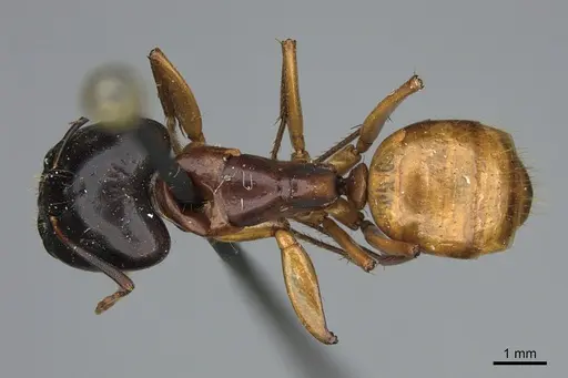 Camponotus sansabeanus - CASENT0923696