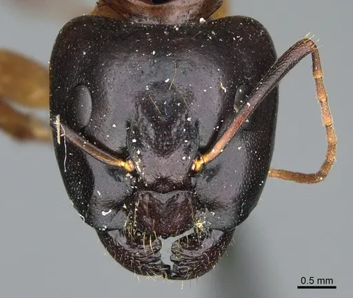 Camponotus sansabeanus - CASENT0923696