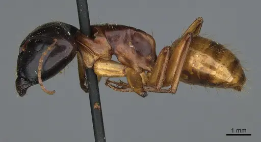 Camponotus sansabeanus - CASENT0923696