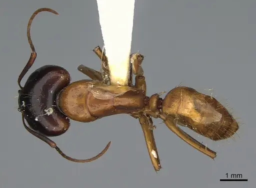 Camponotus sansabeanus - CASENT0923697