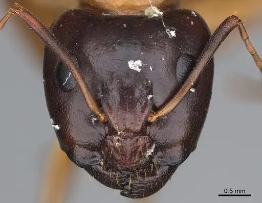Camponotus sansabeanus - CASENT0923697