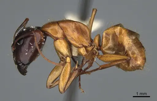 Camponotus sansabeanus - CASENT0923697