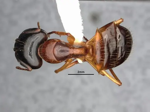 Camponotus sansabeanus - CASENT4031321