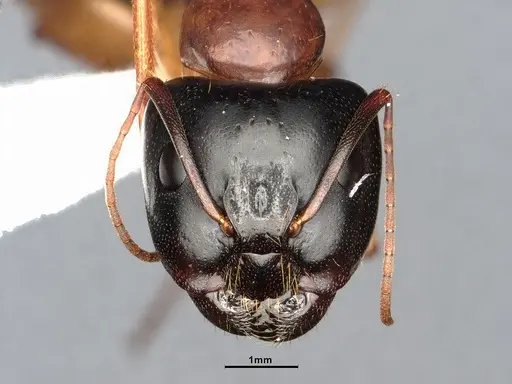 Camponotus sansabeanus - CASENT4031321