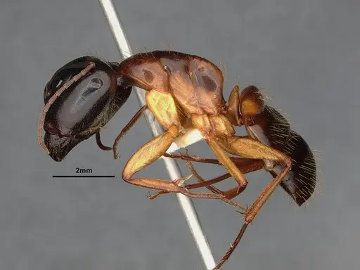 Camponotus sansabeanus - CASENT4031321