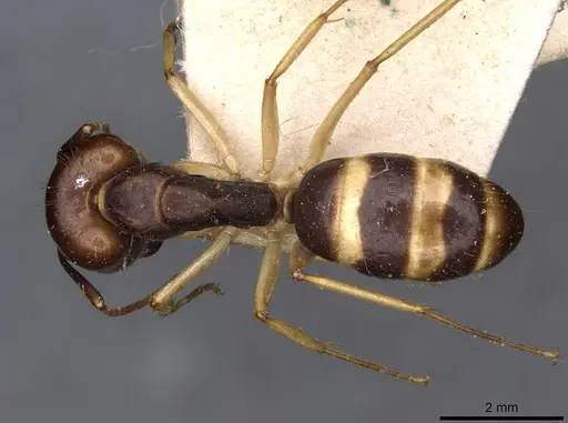 Camponotus santosi specimen