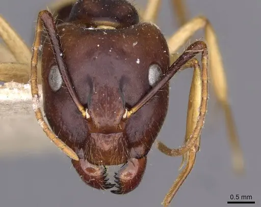 Camponotus santosi specimen