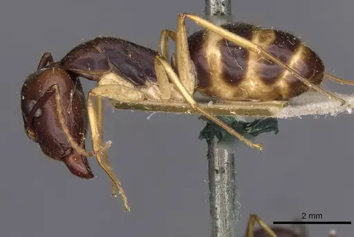 Camponotus santosi specimen