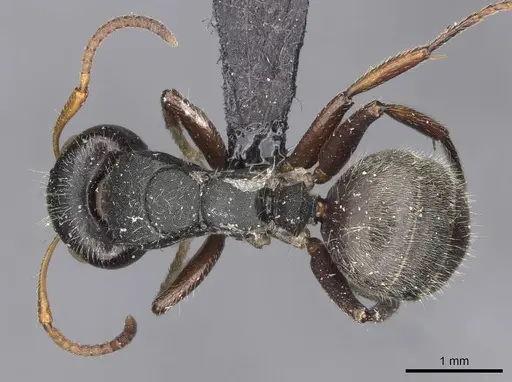 Camponotus santschii specimen