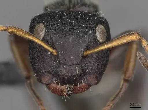 Camponotus santschii specimen