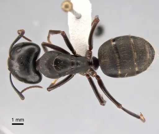 Camponotus saxatilis specimen