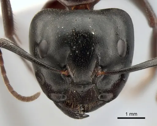 Camponotus saxatilis specimen