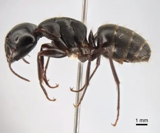 Camponotus saxatilis specimen