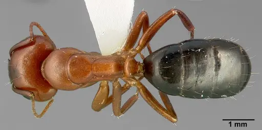 Camponotus sayi specimen