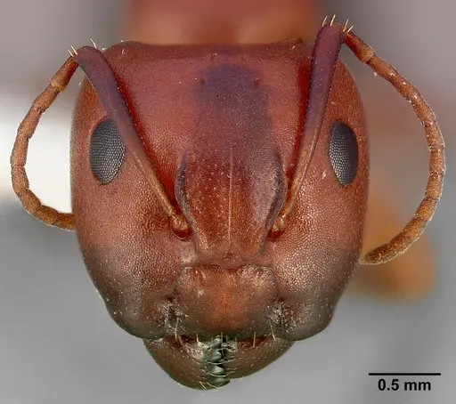 Camponotus sayi specimen