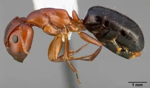 Camponotus sayi specimen