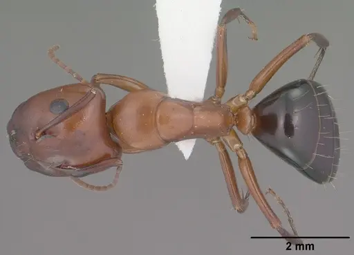 Camponotus sayi - CASENT0102781