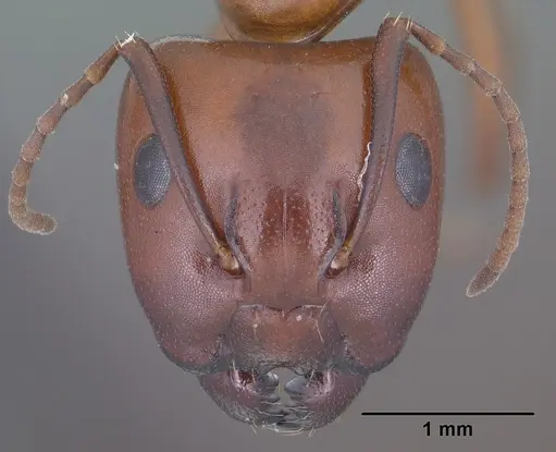 Camponotus sayi - CASENT0102781