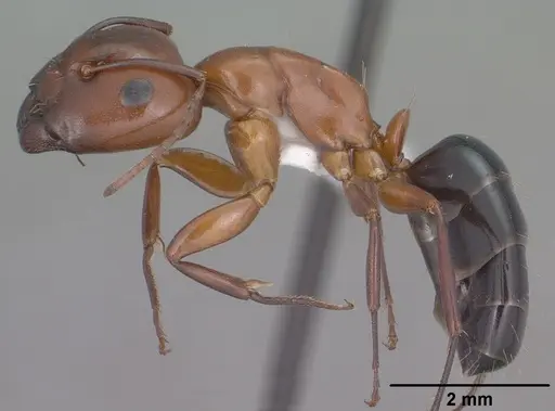 Camponotus sayi - CASENT0102781
