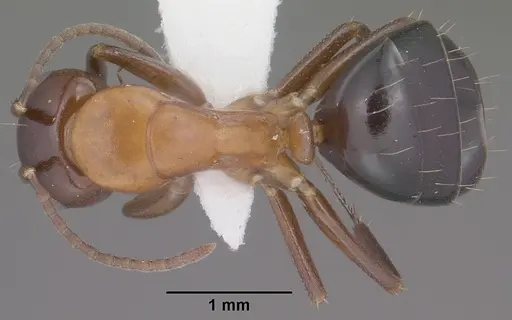 Camponotus sayi - CASENT0102782