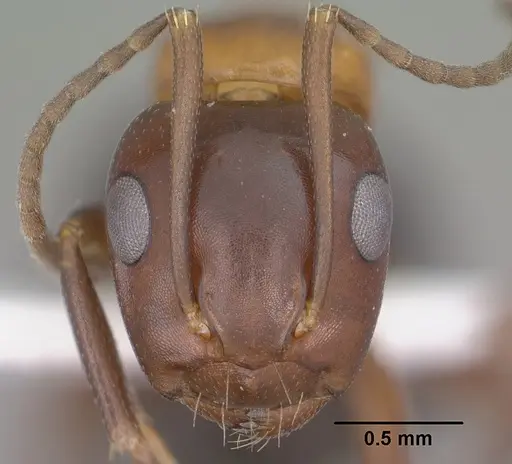 Camponotus sayi - CASENT0102782