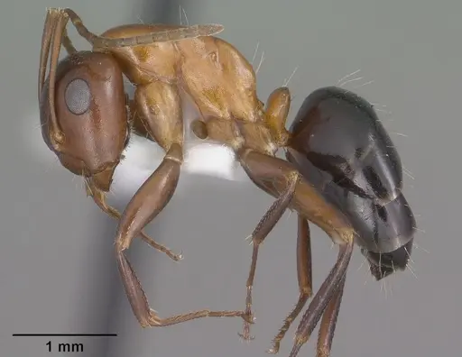 Camponotus sayi - CASENT0102782