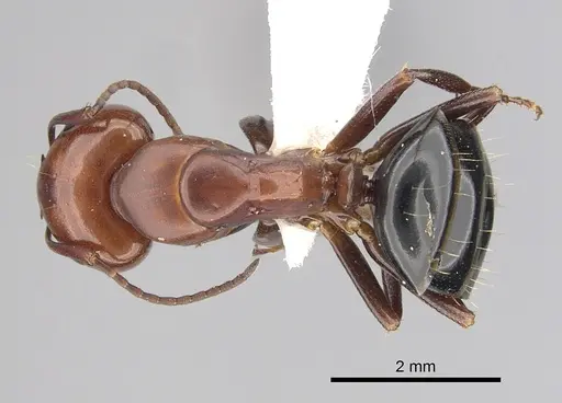 Camponotus sayi - CASENT0249377