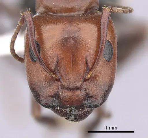 Camponotus sayi - CASENT0249377