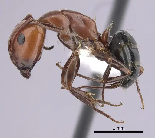 Camponotus sayi - CASENT0249377