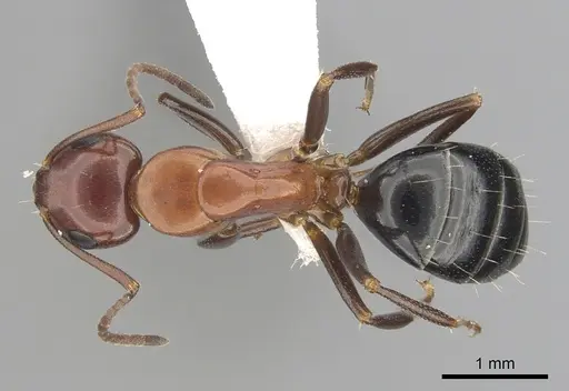 Camponotus sayi - CASENT0249406