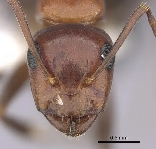 Camponotus sayi - CASENT0249406