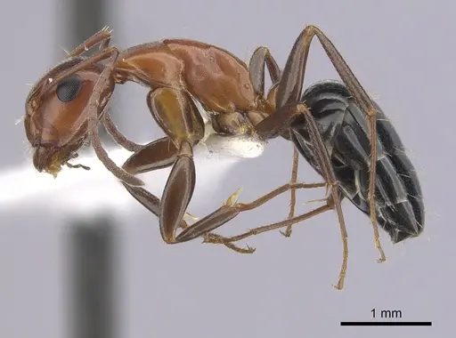 Camponotus sayi - CASENT0249406