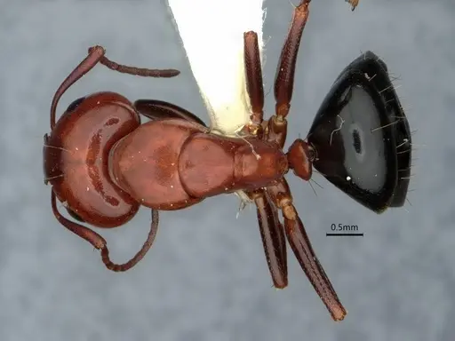 Camponotus sayi - CASENT0882059