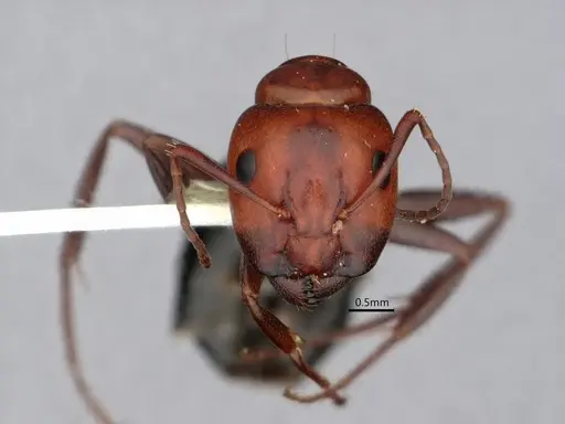 Camponotus sayi - CASENT0882059