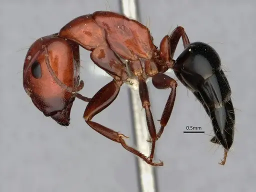 Camponotus sayi - CASENT0882059