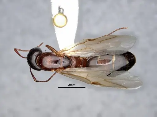 Camponotus sayi - CASENT0883104