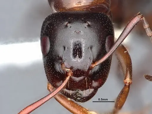 Camponotus sayi - CASENT0883104