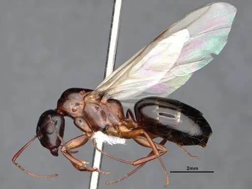 Camponotus sayi - CASENT0883104