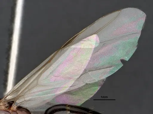 Camponotus sayi - CASENT0883104