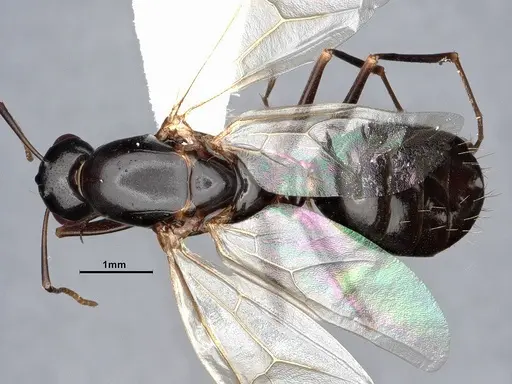 Camponotus sayi - CASENT0884382
