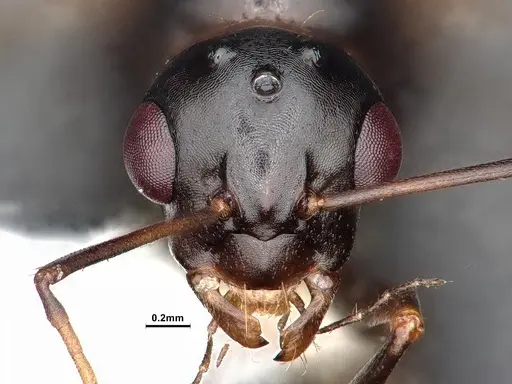 Camponotus sayi - CASENT0884382