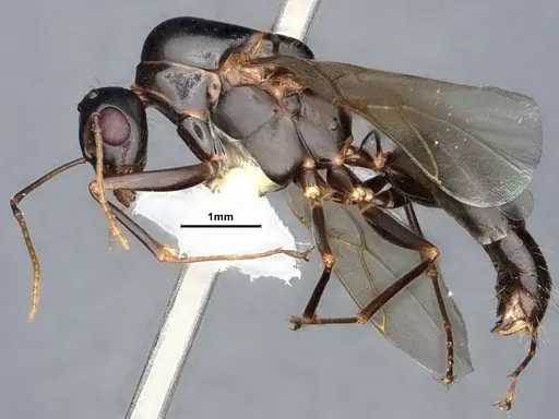 Camponotus sayi - CASENT0884382