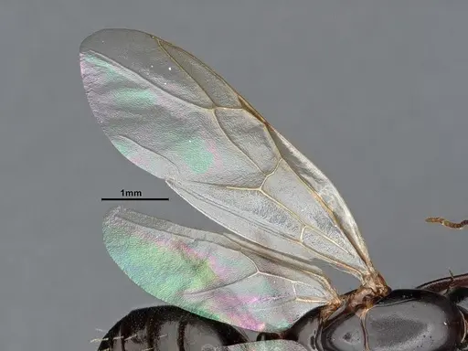 Camponotus sayi - CASENT0884382