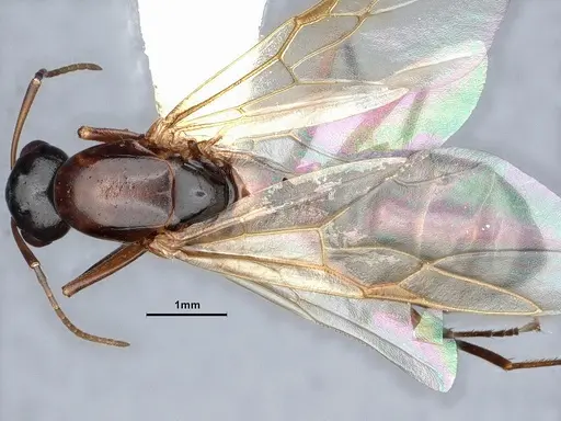 Camponotus sayi - CASENT0884383